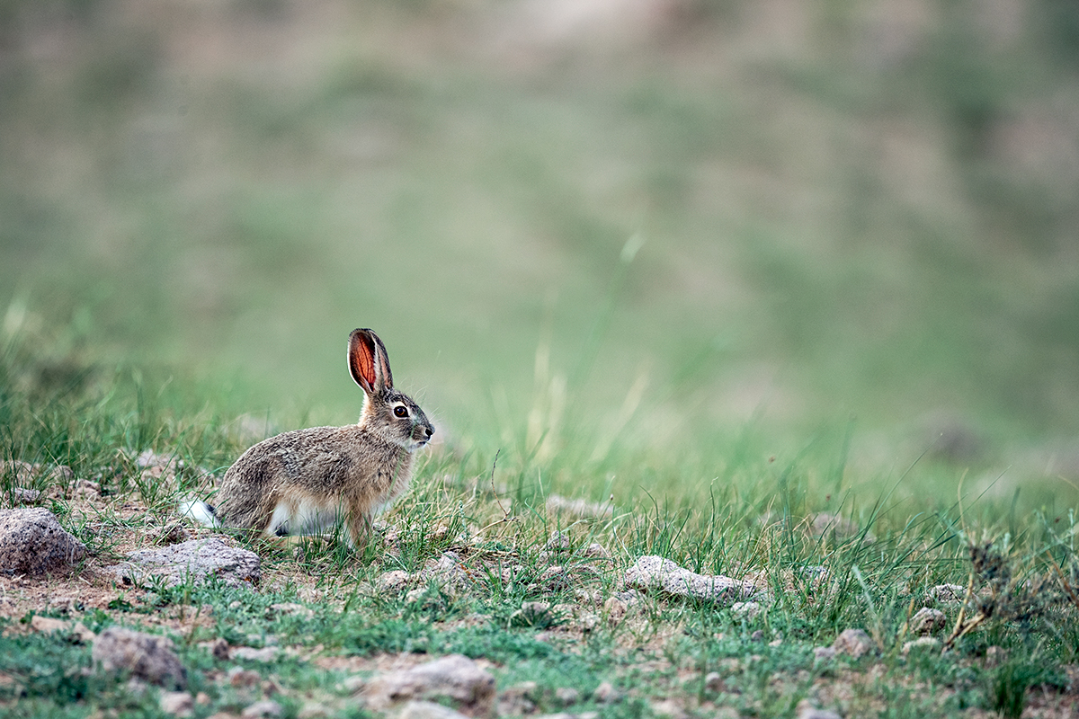 夏天，野兔的耳朵为什么那么红？