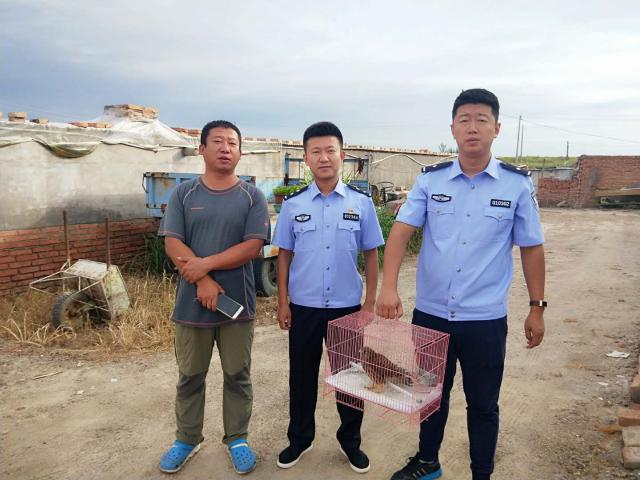 吉林省白城市洮北区德顺乡林业站配合救助国家二级保护动物红隼