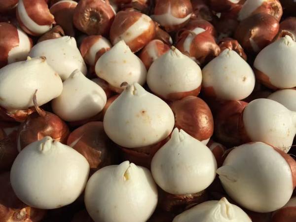 郁金香室内水培技术