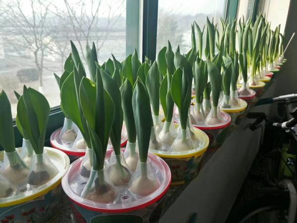 郁金香室内水培技术_花卉科技_中国花卉协会