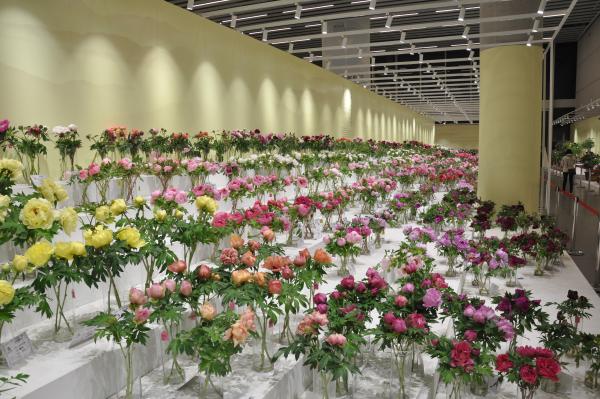 2019北京世园会国际竞赛首个项目——牡丹芍药国际竞赛拉开帷幕