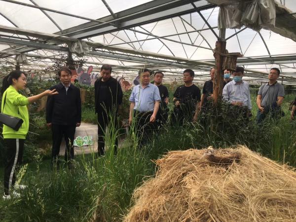 大宁县王金龙书记对蒙草草博园,大数据开发和应用等项目给予了高度的