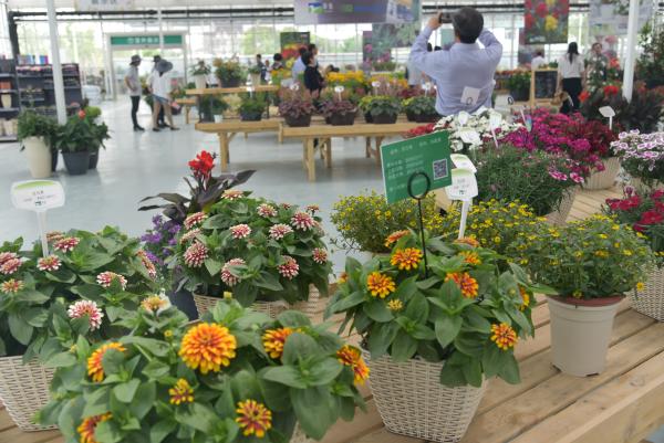 展花梦—2020上海(崇明)国际新优花卉展开幕_轮播图片_中国花卉协会