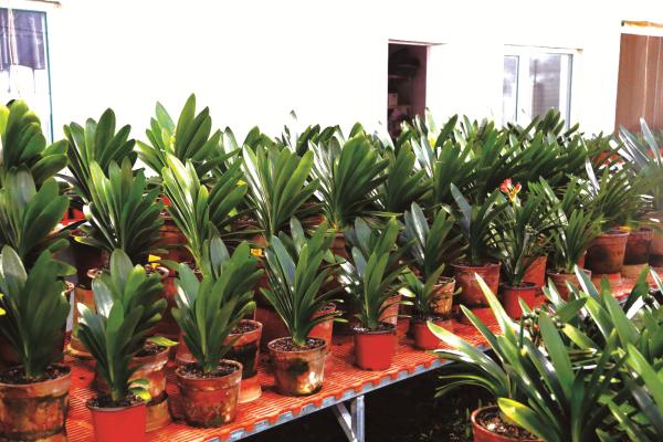长春泓鑫君子兰种植基地