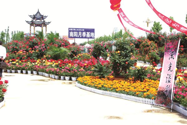 南阳月季博览园:以月季文化创新带动产业发展