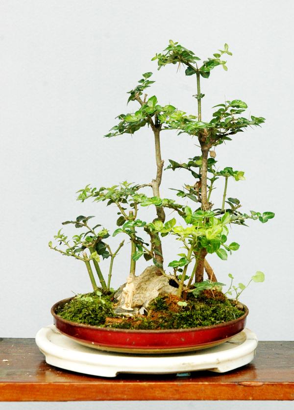 虎刺盆景制作与养护