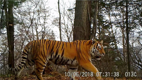 东京城局尔站地区 野生东北虎故地重游 同一