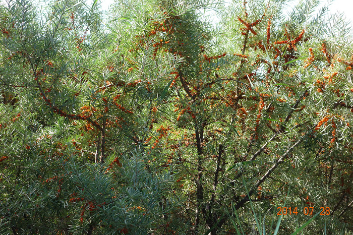 林业所5个沙棘杂种无性系获得国家新品种授权