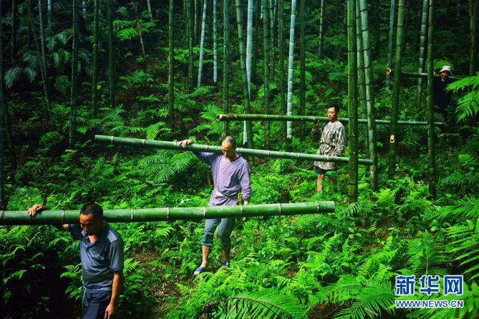 广西龙胜:竹酒飘香富农家
