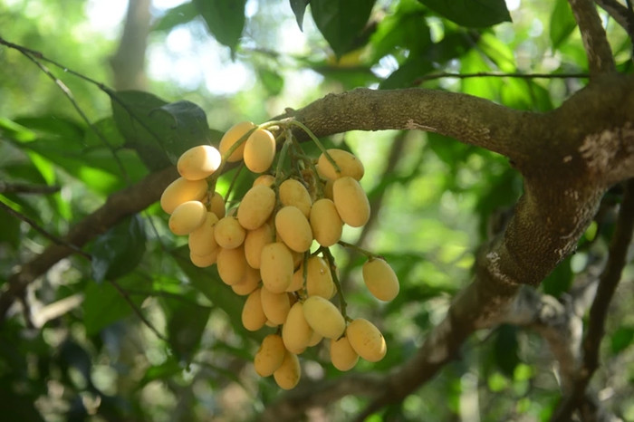 贵州省林科院发现贵州种子植物的一个新分布科