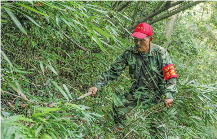 浙江护林员:高温下的坚守_地方动态_国家林业和草原局