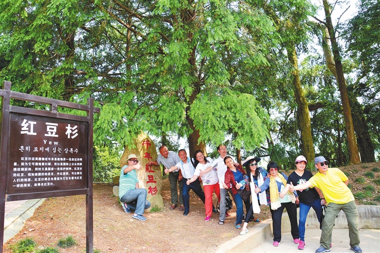 游客在武宁县罗坪镇长水村千年红豆杉林拍照