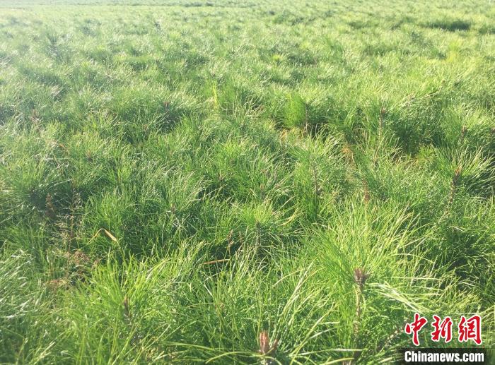 山西生态扶贫：“绿水青山”成民众致富增收“靠山”（最新发布）