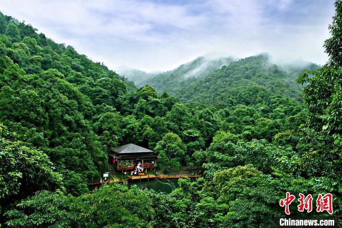 广东启动推选认定一批“南粤森林人家”（最新发布）