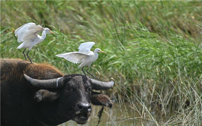 上海横沙东滩监测守护秋季迁徙鸟类