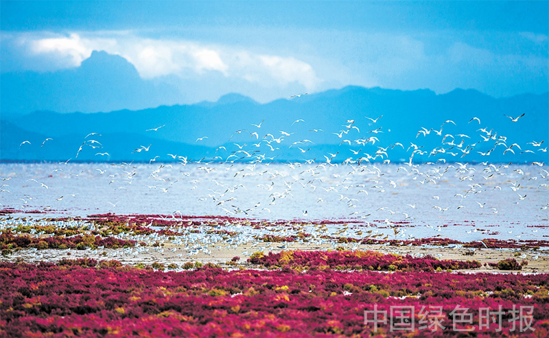 大批候鸟陆续飞抵辽宁营口