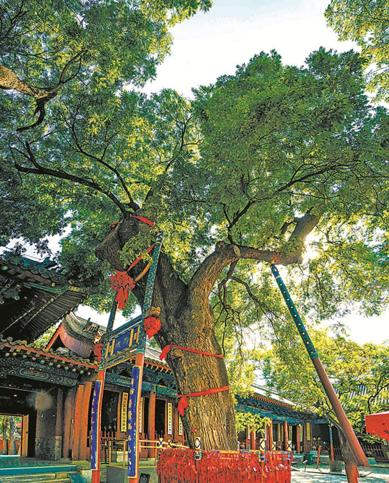 北京朝阳古树名木保护管理智能化探索
