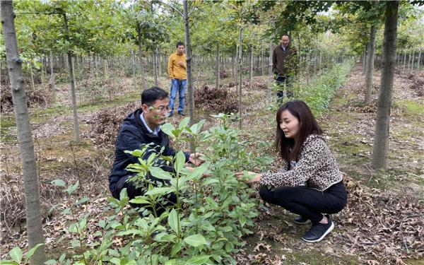 上海市林业总站赴金山栎乐苗木繁育基地指导育苗工作