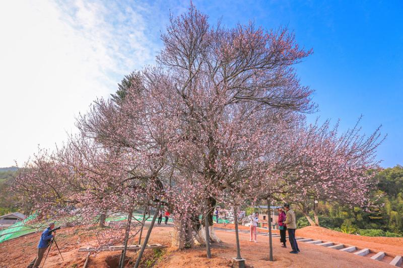 广东梅州：潮塘千年古梅提早绽放