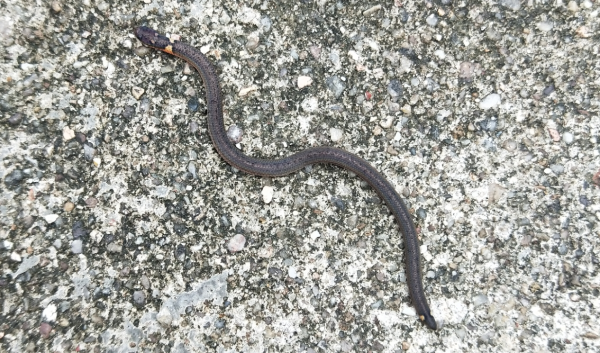 广东始兴南山保护区首次发现钝尾两头蛇
