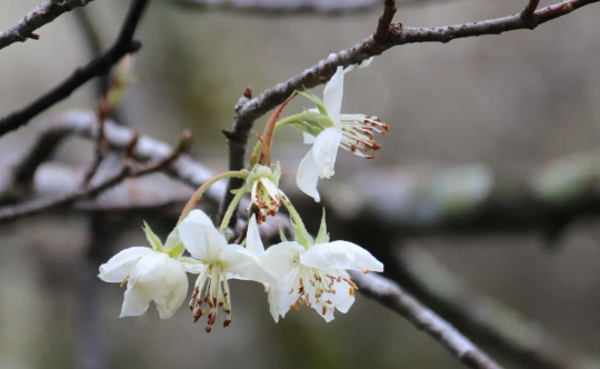 广东信宜山楂花灿然绽放