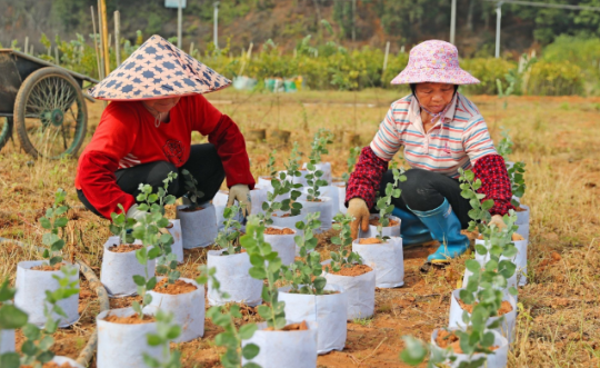 广东梅州计划新建5.7万亩高质量水源林