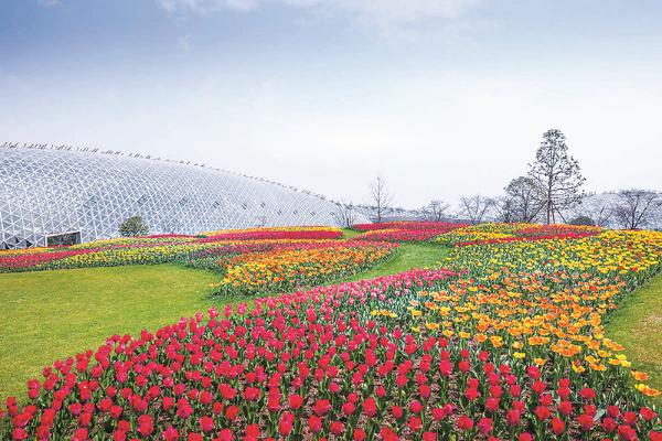 上海辰山植物园展示48个郁金香品种