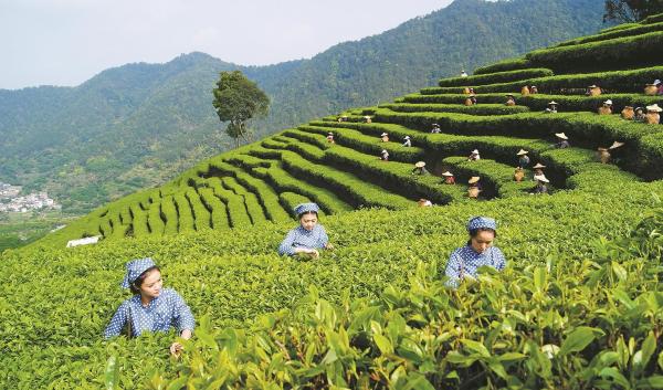 广东梅州头春茶新上市