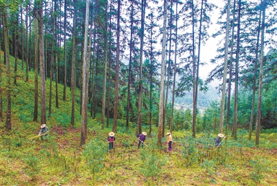 福建全面推进国有林场森林质量精准提升
