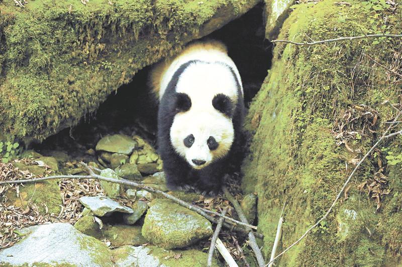 陕西太白林业局巡护监测偶遇野生大熊猫