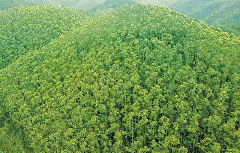 广西国家储备林建设实现四个突破