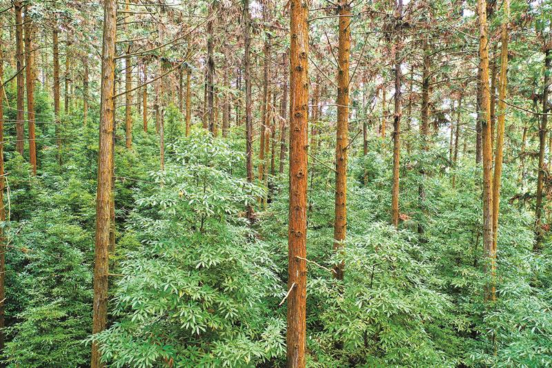 江西吉安打造国储林建设新模式