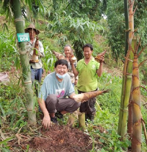 云南景谷完成笋用竹产业科技特派团项目上半年工作总结