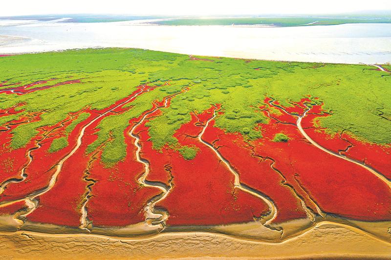 辽宁双台河口湿地别样风情