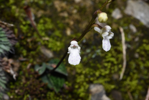 四川雅江发现兰科植物新物种—雅江舌喙兰