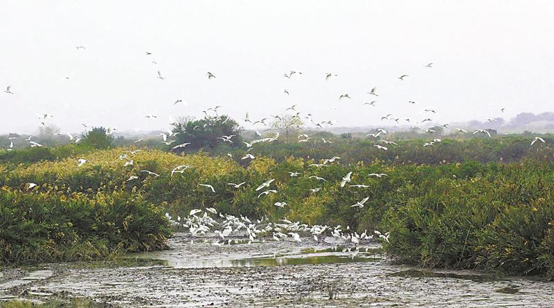 广东直播展示湿地候鸟之美