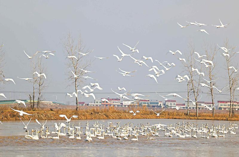 安徽宿松华阳河湖群湿地成鸟类乐园
