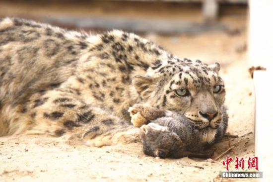 中国-欧盟生物多样性官员:关注雪豹更应关注整