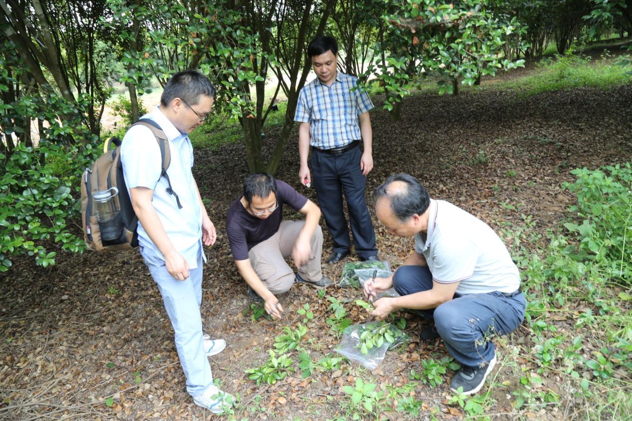 公河地区油茶良种选育研究团队赴越南执行项目