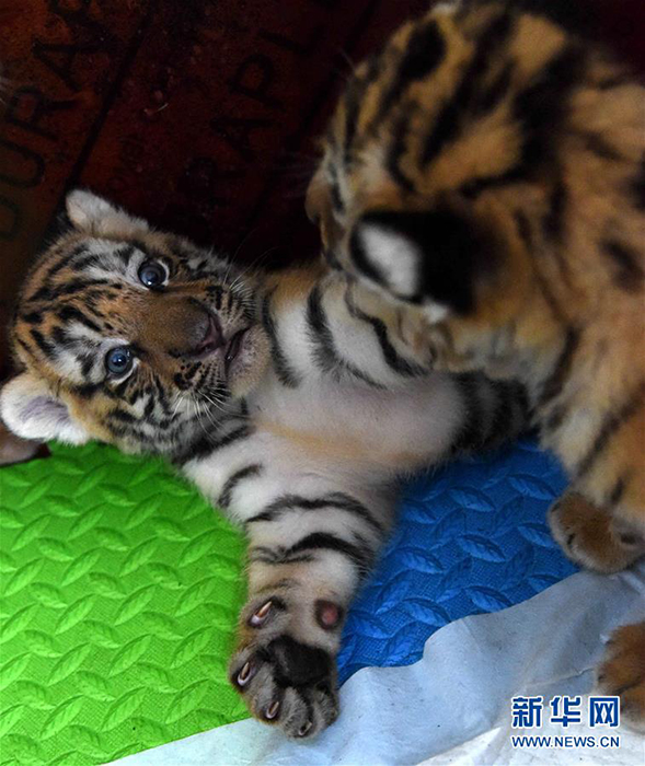 王者归来终可期--中国人工饲养繁育保护东北虎
