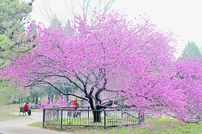 国家植物园，不只是看起来很美