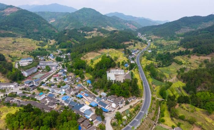 这是在四川广元市青川县境内拍摄的树木(4月17日无人机拍摄).