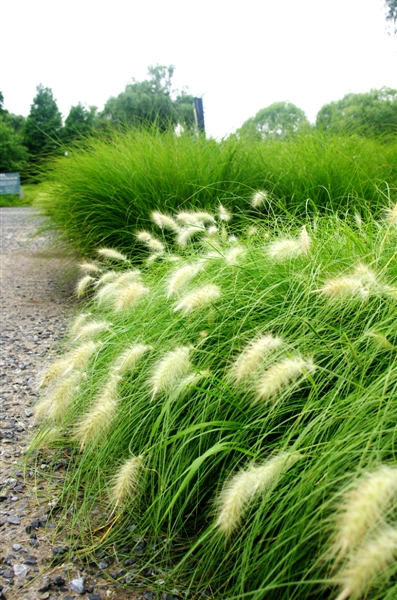 山西舜雨种苗有限公司