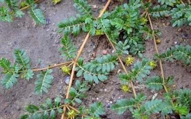 长刺蒺藜草,禾本科,原产美洲,20 世纪70 年代分别在辽宁和北京发现.