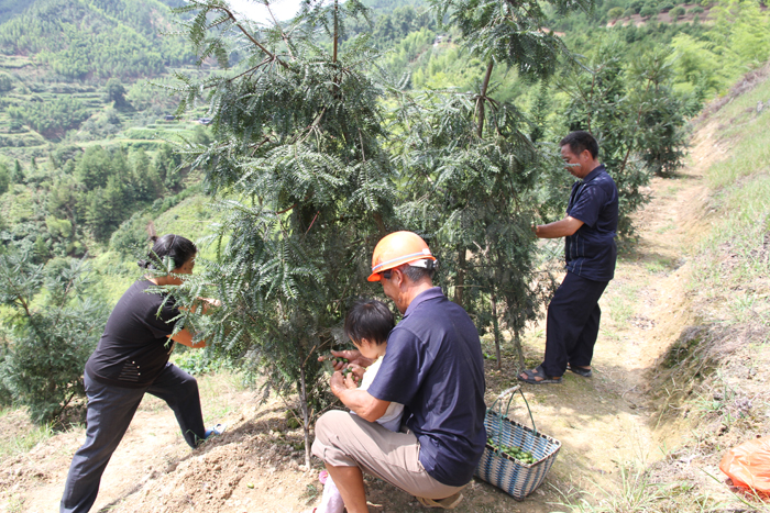 信息助力松阳香榧展翅腾飞