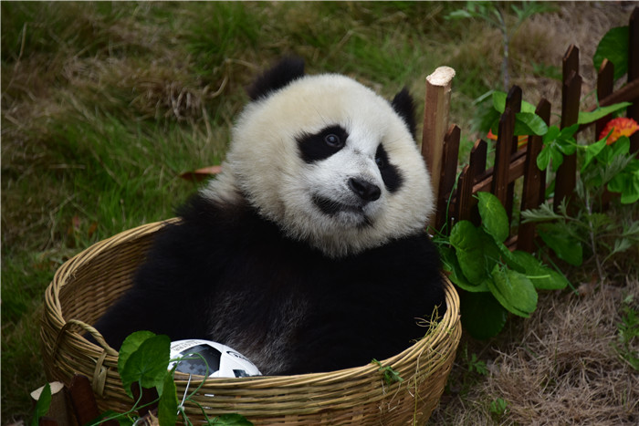 中国大熊猫保护研究中心熊猫玩转世界杯 开赛