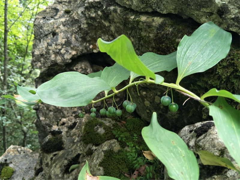 四川发现植物新物种翅茎黄精