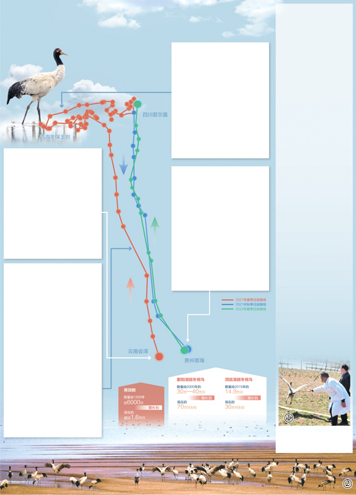 人民日报：一只候鸟的迁徙路