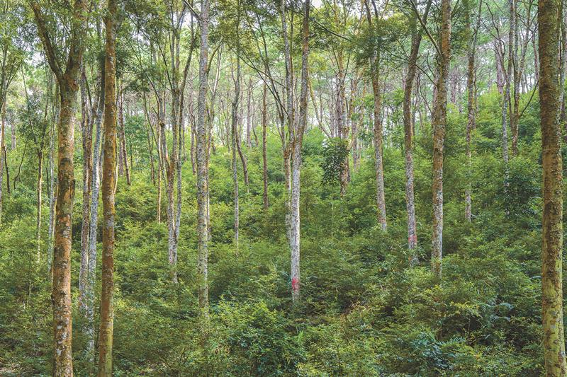 米乐m6森林“四库”系列解读：森林是碳库(图1)