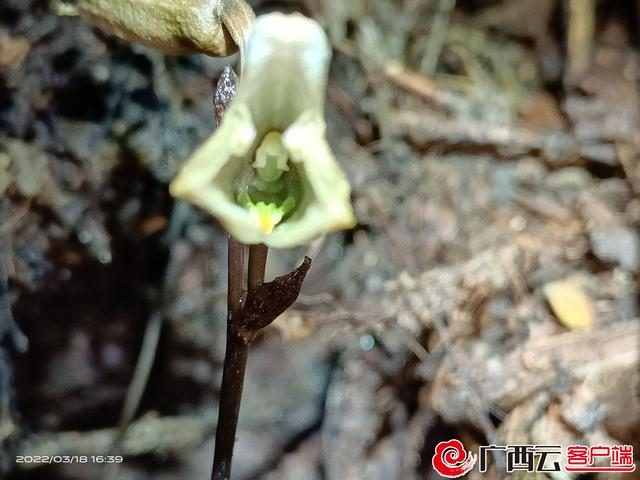 极其罕见！两种珍贵天麻同时生长在昭平七冲自然保护区